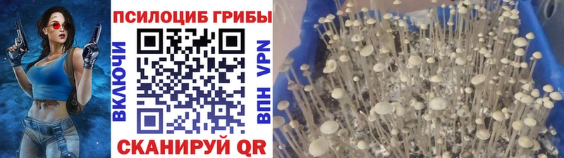 Галлюциногенные грибы прущие грибы  дарнет шоп  mega зеркало  Тогучин 